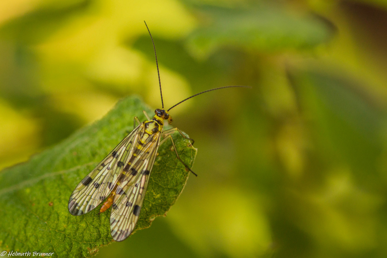 Skorpionsfliege, Insekt des Jahres 2018