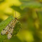 Skorpionsfliege, Insekt des Jahres 2018