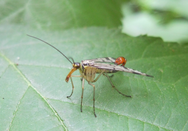 Skorpionsfliege (lat. Panorpa communis) im Emscherpark