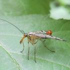 Skorpionsfliege (lat. Panorpa communis) im Emscherpark