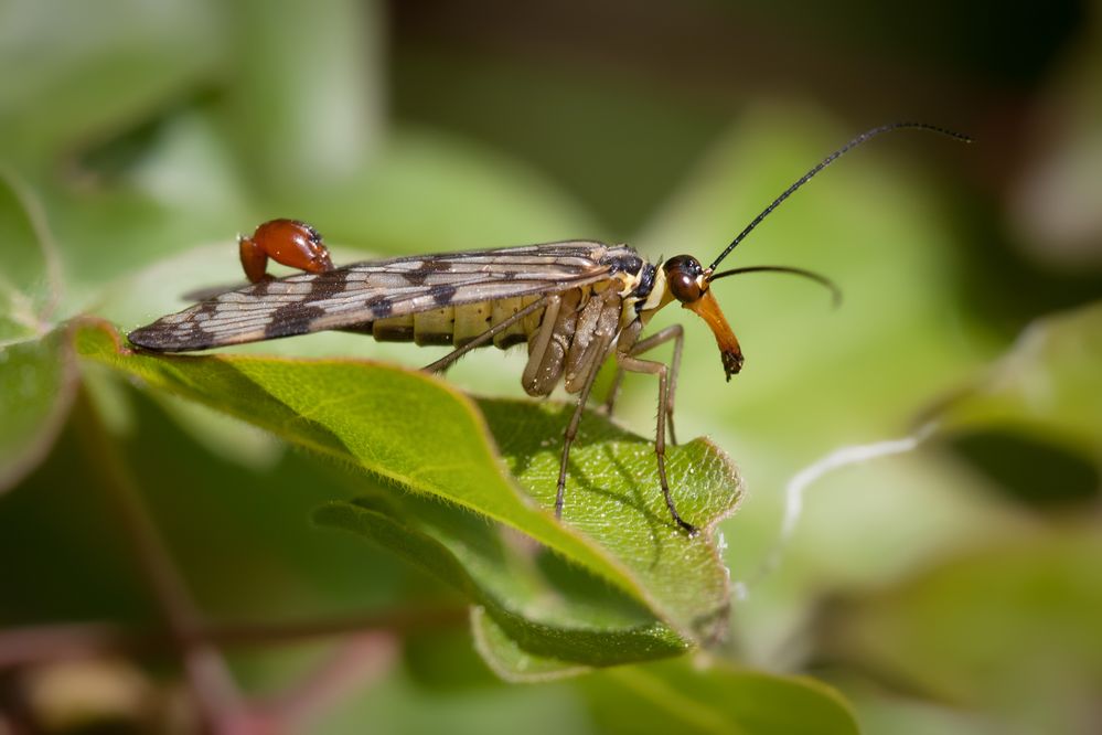 skorpionsfliege m.