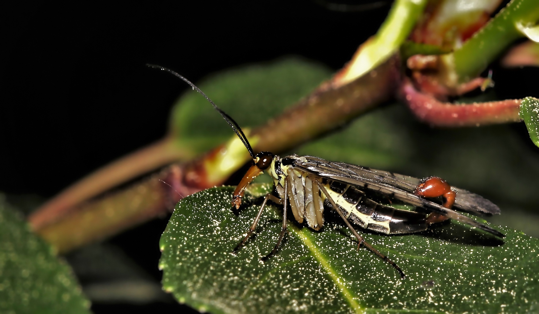 Skorpionsfliege (Mänchen)