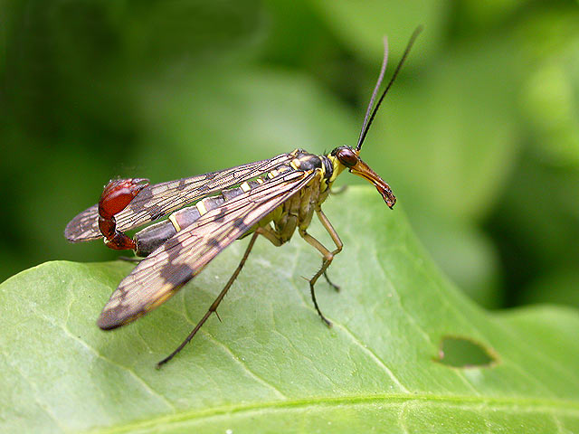 Skorpionsfliege - Männchen