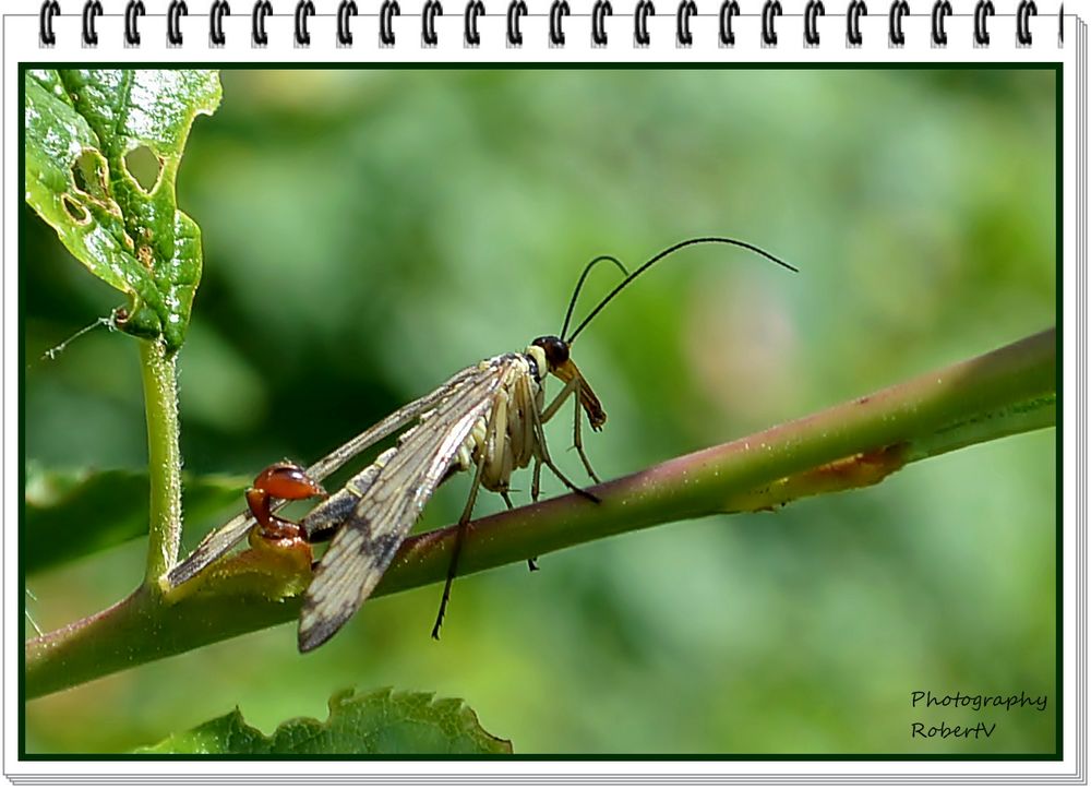 Skorpionsfliege (Männchen)