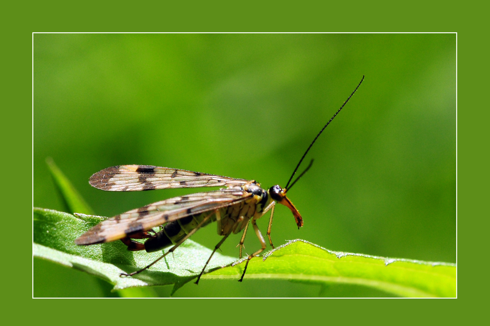 Skorpionsfliege "Männchen"