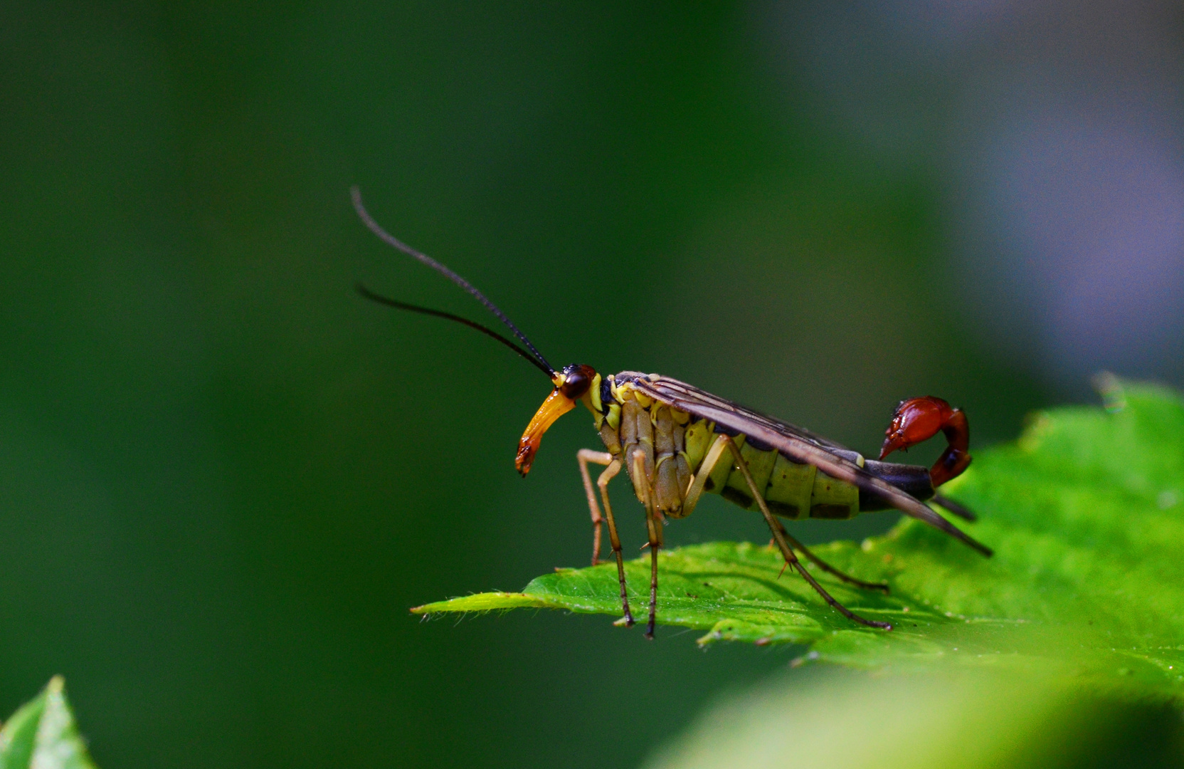 Skorpionsfliege / Männchen