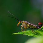 Skorpionsfliege / Männchen