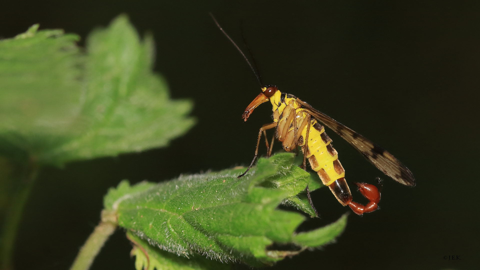 Skorpionsfliege (Männchen)