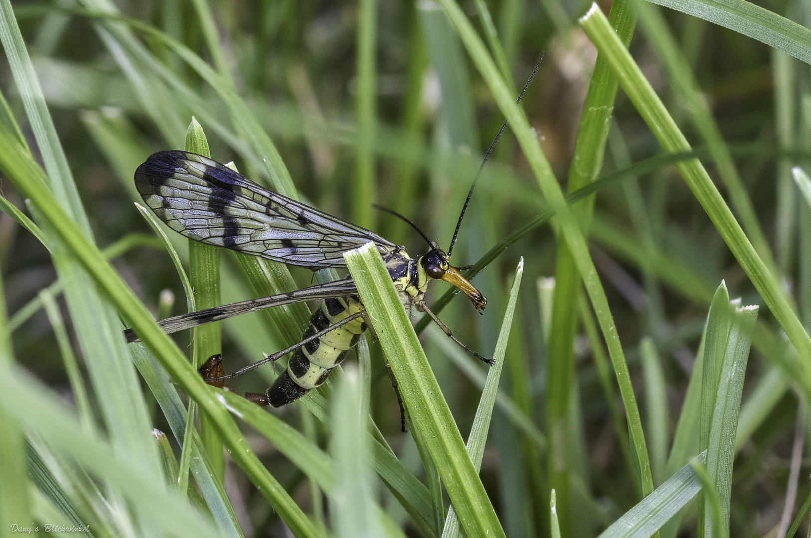 Skorpionsfliege (Männchen)