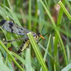 Skorpionsfliege (Männchen)