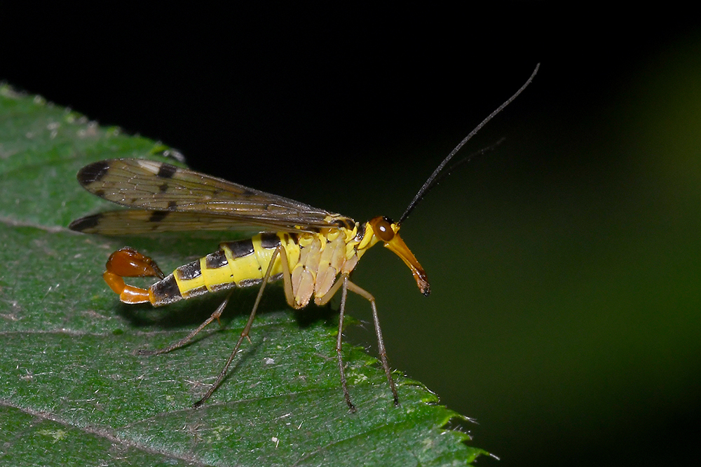 Skorpionsfliege Männchen