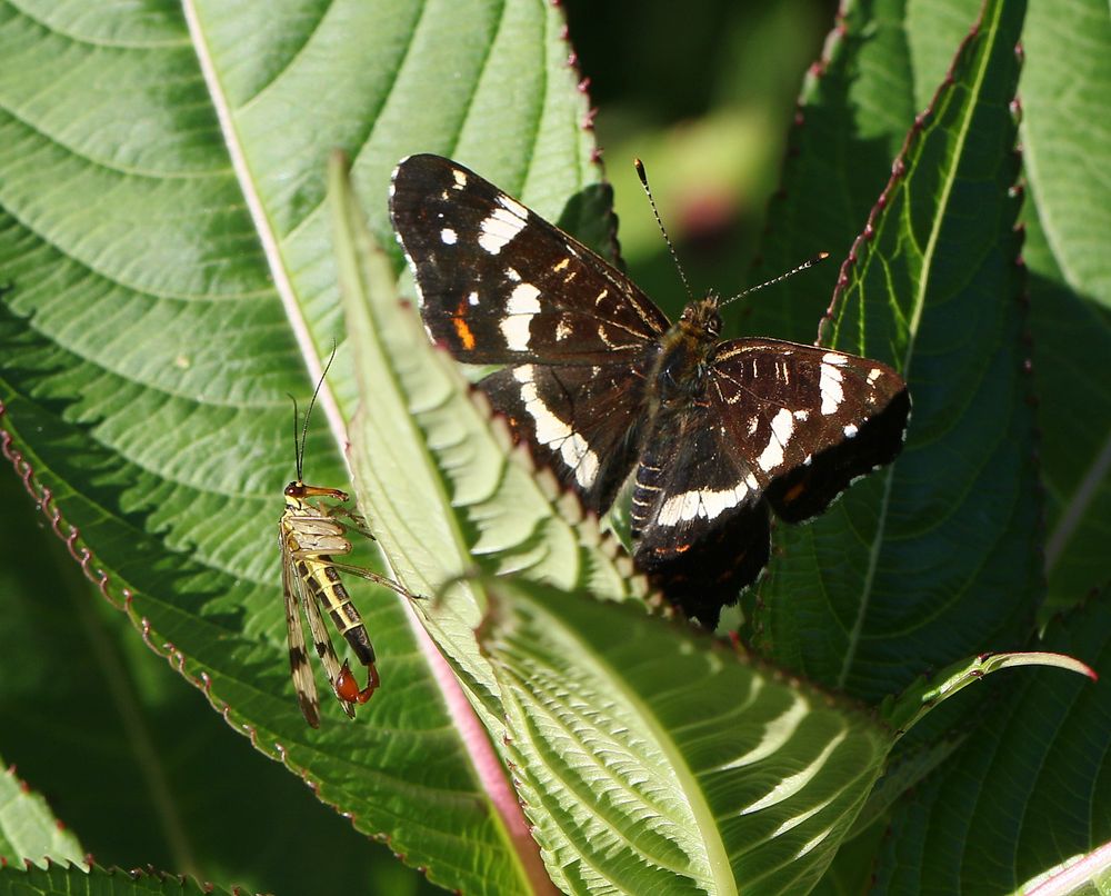 Skorpionsfliege - männchlich und Landkärtchen - Sommerform