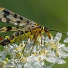 Skorpionsfliege (männlich)