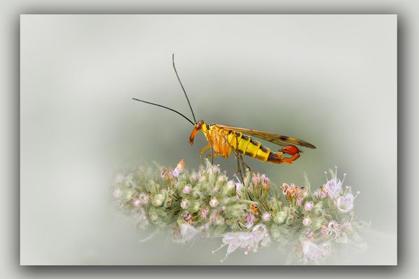 Skorpionsfliege männlich