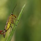 Skorpionsfliege männlich... 