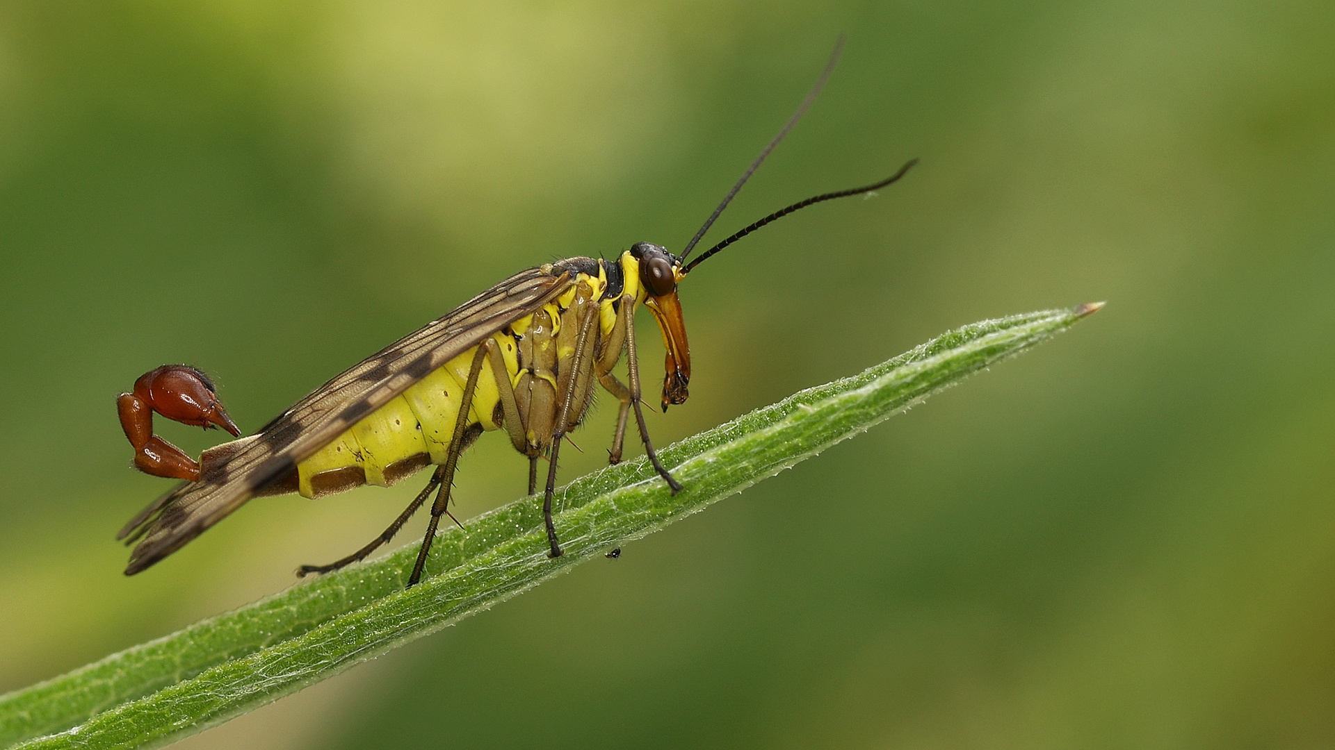 Skorpionsfliege männlich