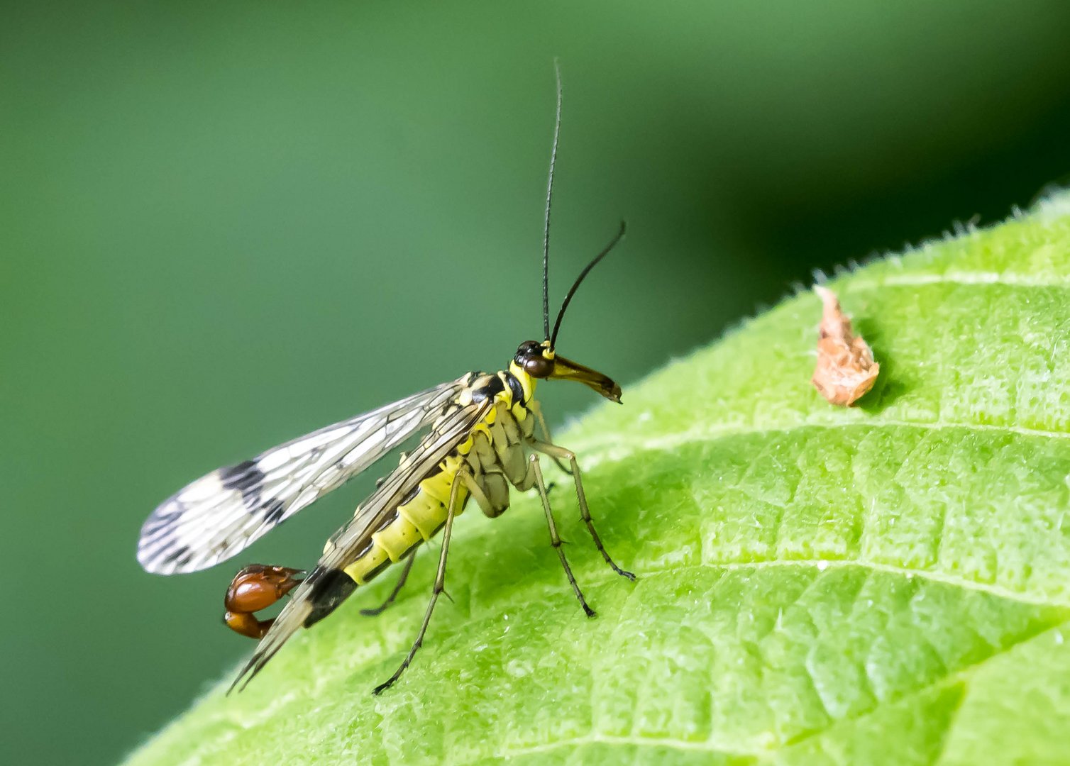 Skorpionsfliege, männlich