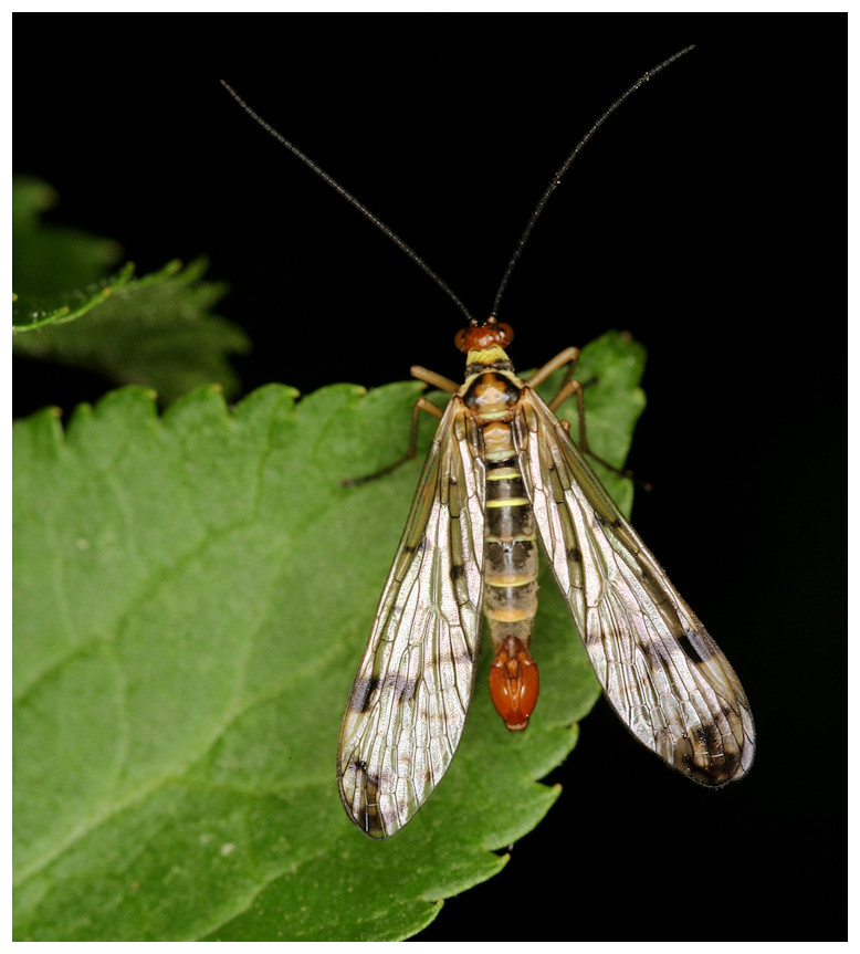 Skorpionsfliege männlich - Panorpa communis