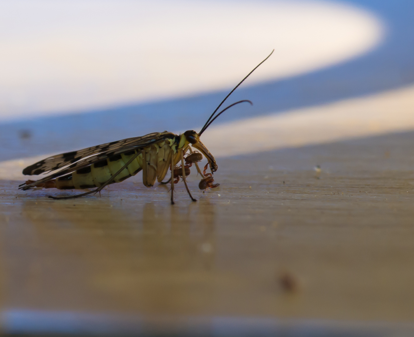 Skorpionsfliege mit Anhängsel