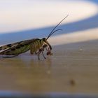 Skorpionsfliege mit Anhängsel