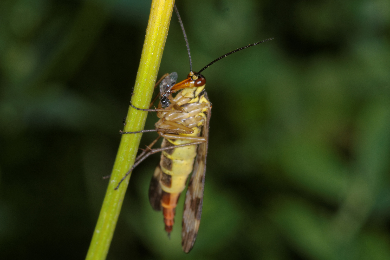 Skorpionsfliege mit Beute