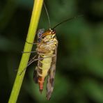 Skorpionsfliege mit Beute