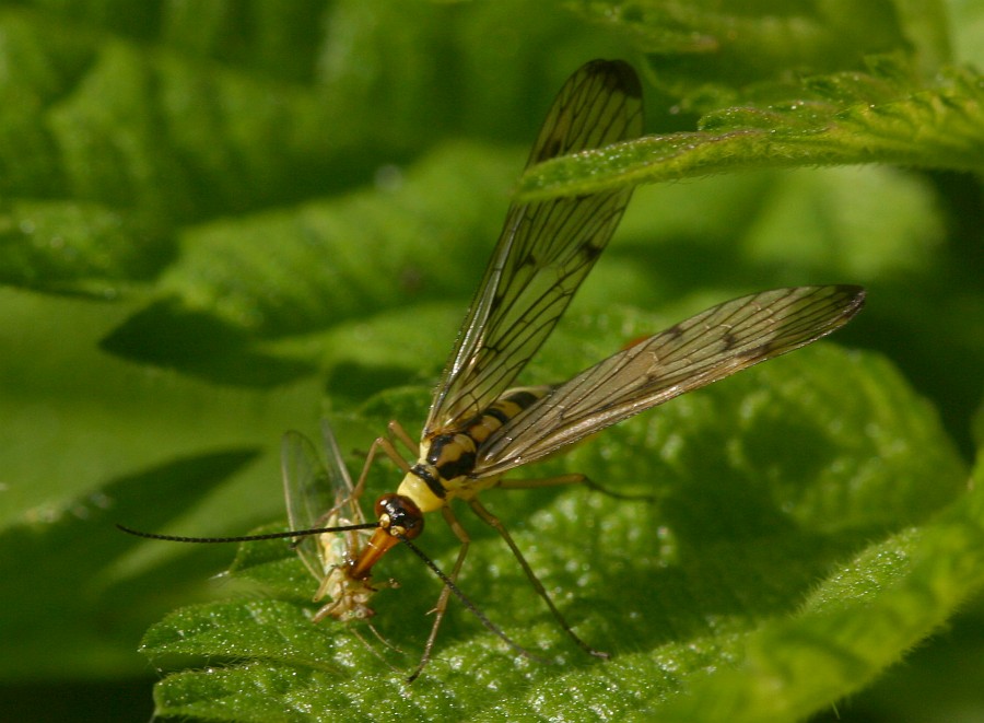 Skorpionsfliege mit Beute