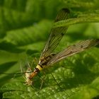 Skorpionsfliege mit Beute