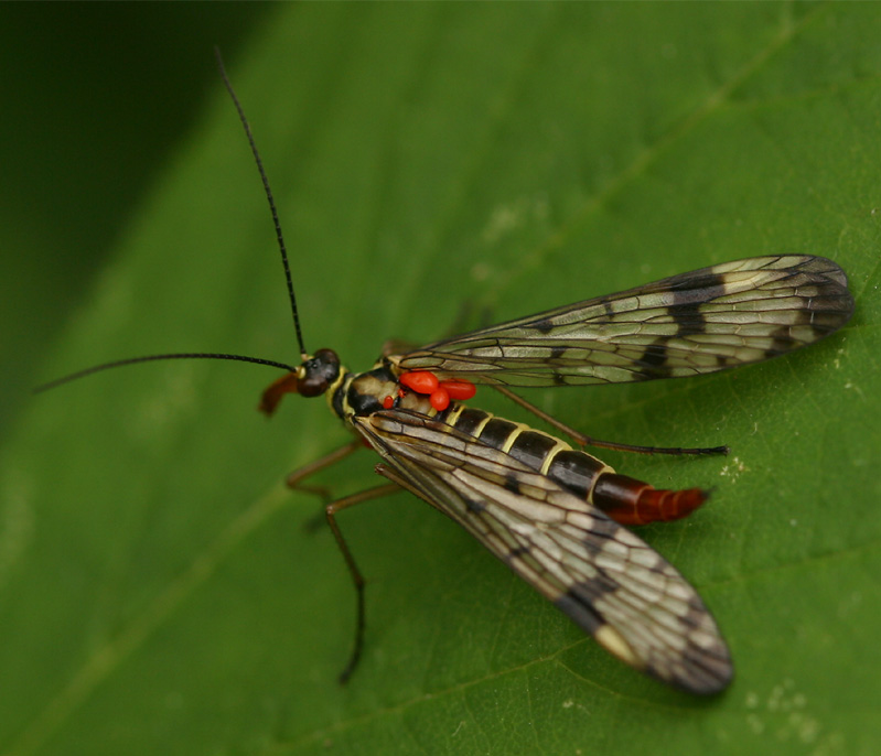 Skorpionsfliege mit Milben