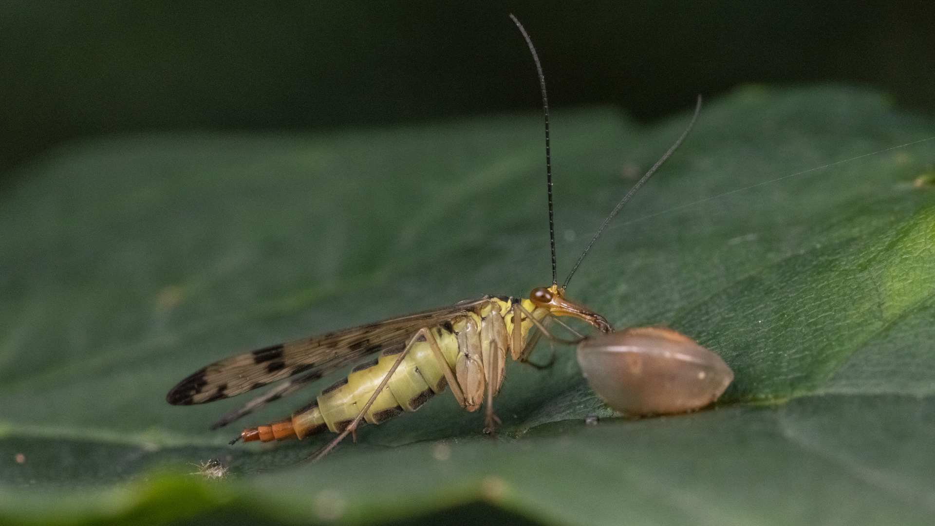 Skorpionsfliege mit Schneckenhaus