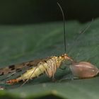 Skorpionsfliege mit Schneckenhaus