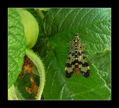 Skorpionsfliege (Panorpa communis)