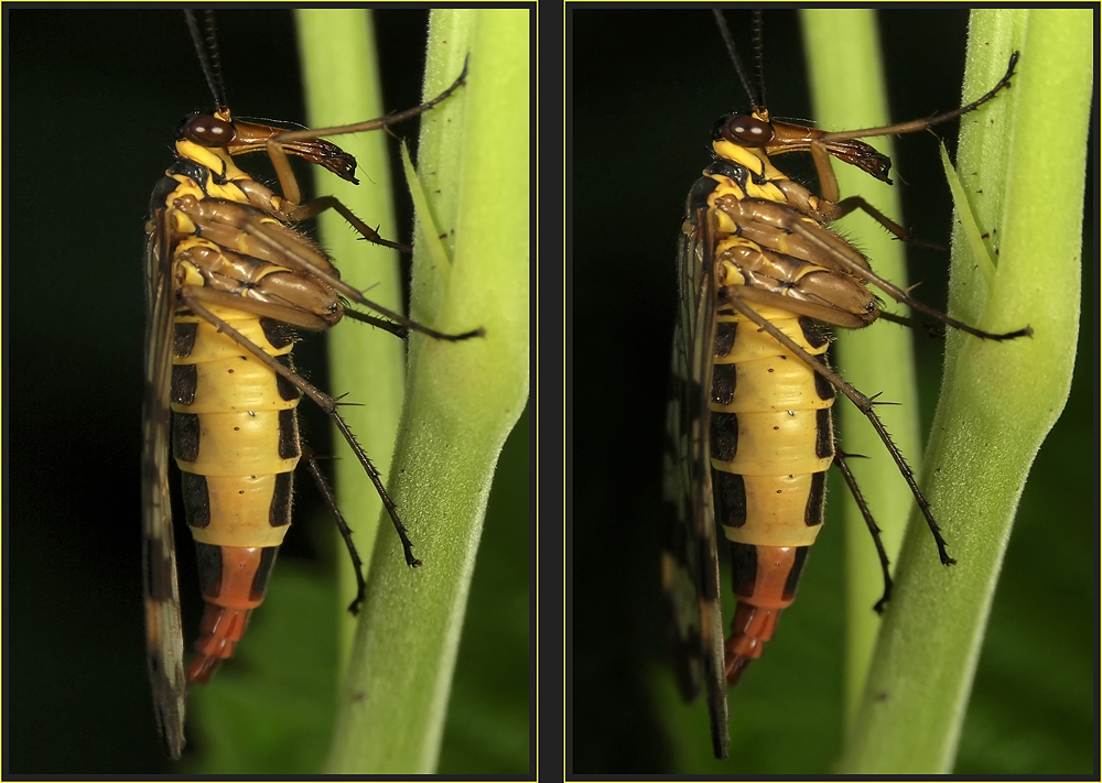 Skorpionsfliege (Panorpa communis)