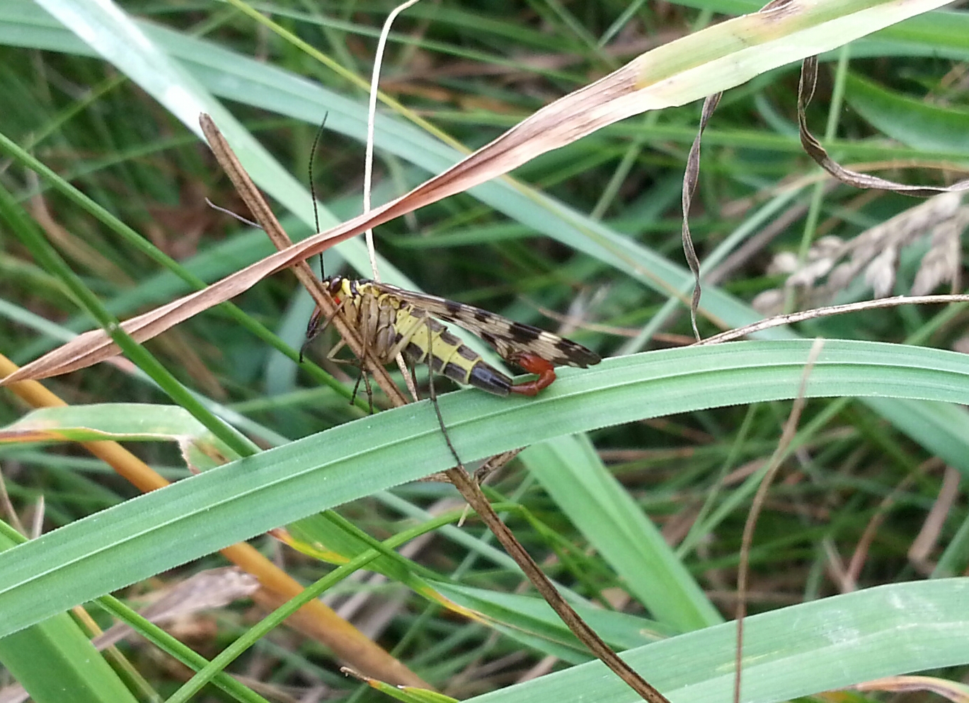 Skorpionsfliege (Panorpa communis)