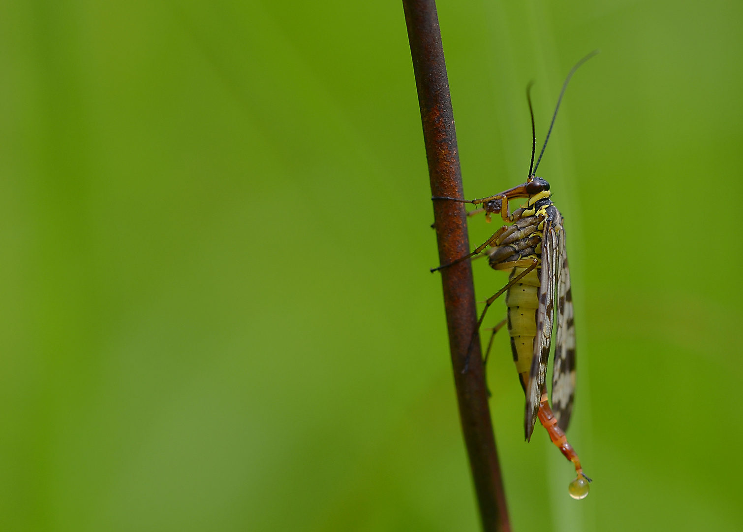 skorpionsfliege (panorpa communis)