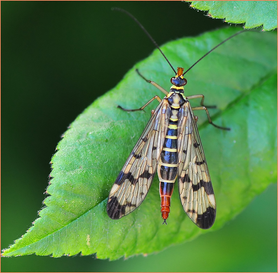 Skorpionsfliege (Panorpa communis)