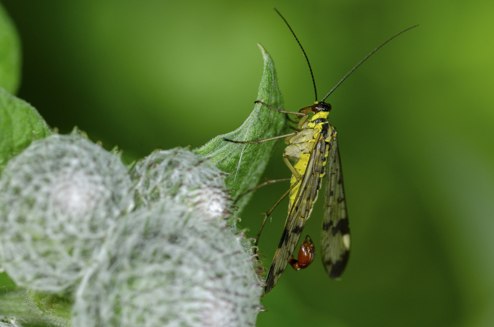 Skorpionsfliege (Panorpa communis)