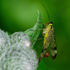 Skorpionsfliege (Panorpa communis)