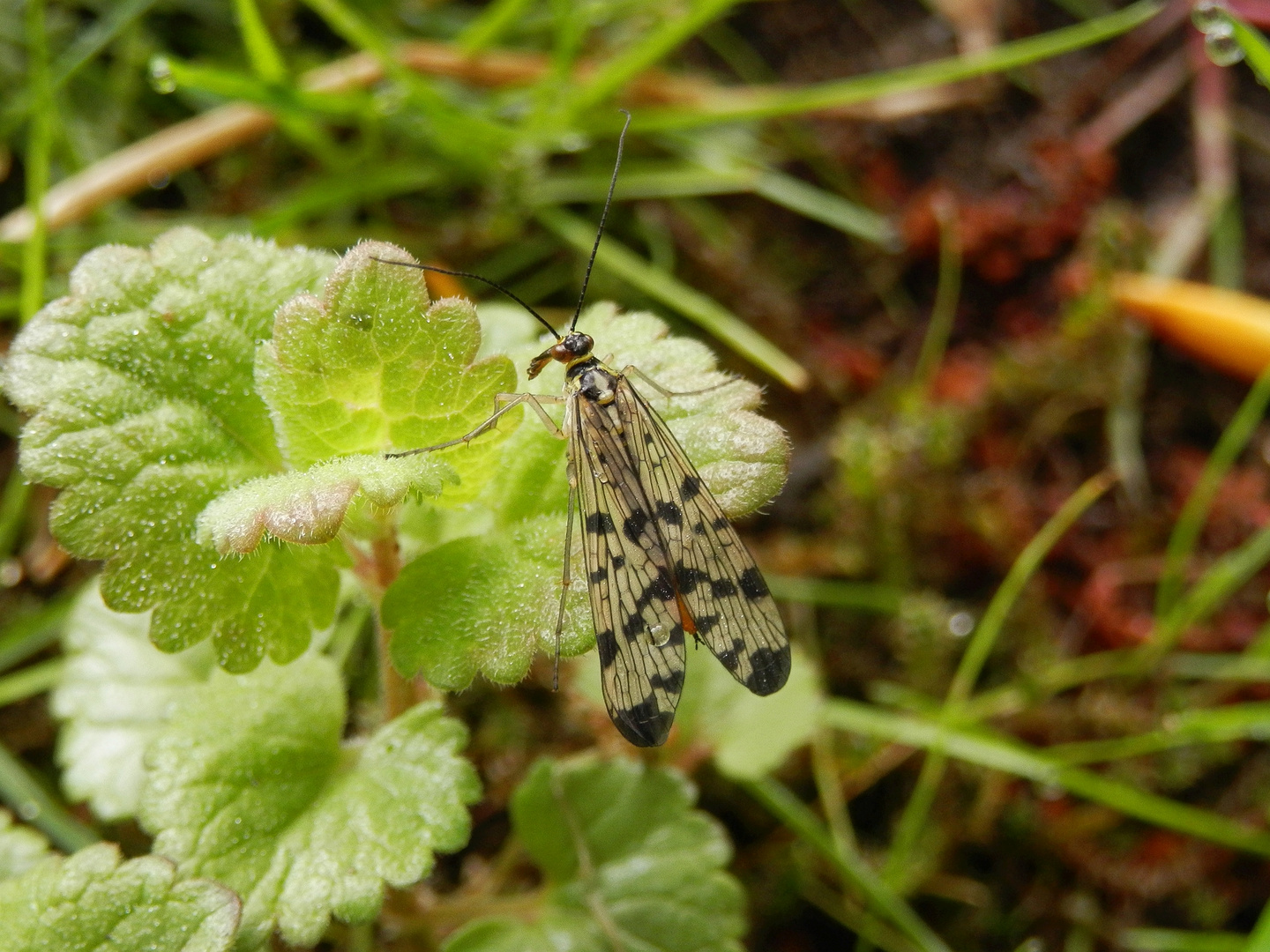 Skorpionsfliege (Panorpa communis) am frühen Morgen