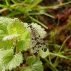 Skorpionsfliege (Panorpa communis) am frühen Morgen