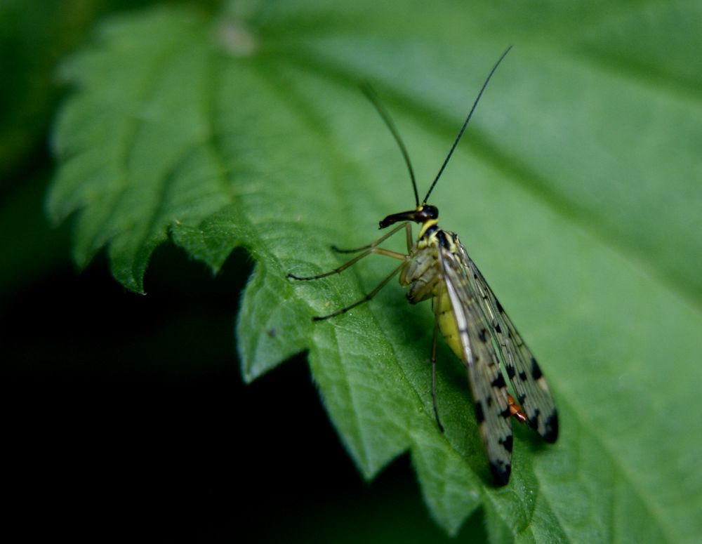 Skorpionsfliege (Panorpa communis)