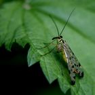 Skorpionsfliege (Panorpa communis)