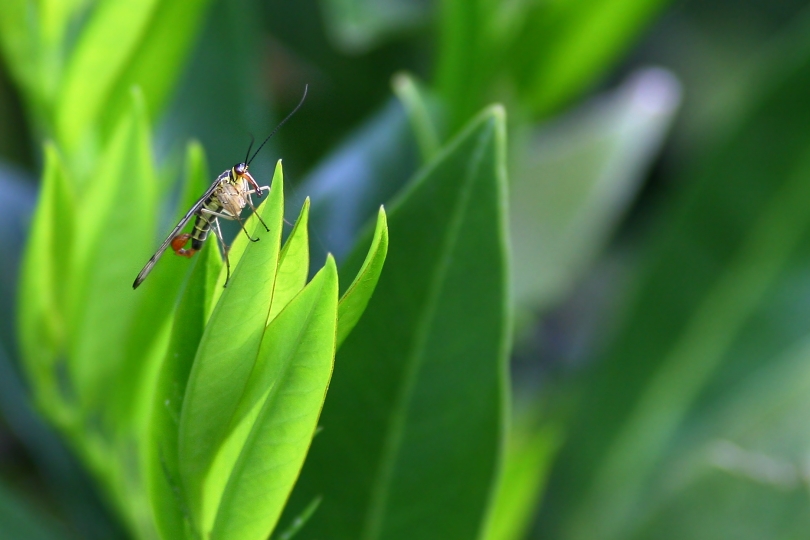 Skorpionsfliege (Panorpa communis)