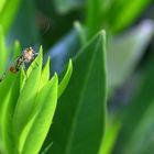 Skorpionsfliege (Panorpa communis)