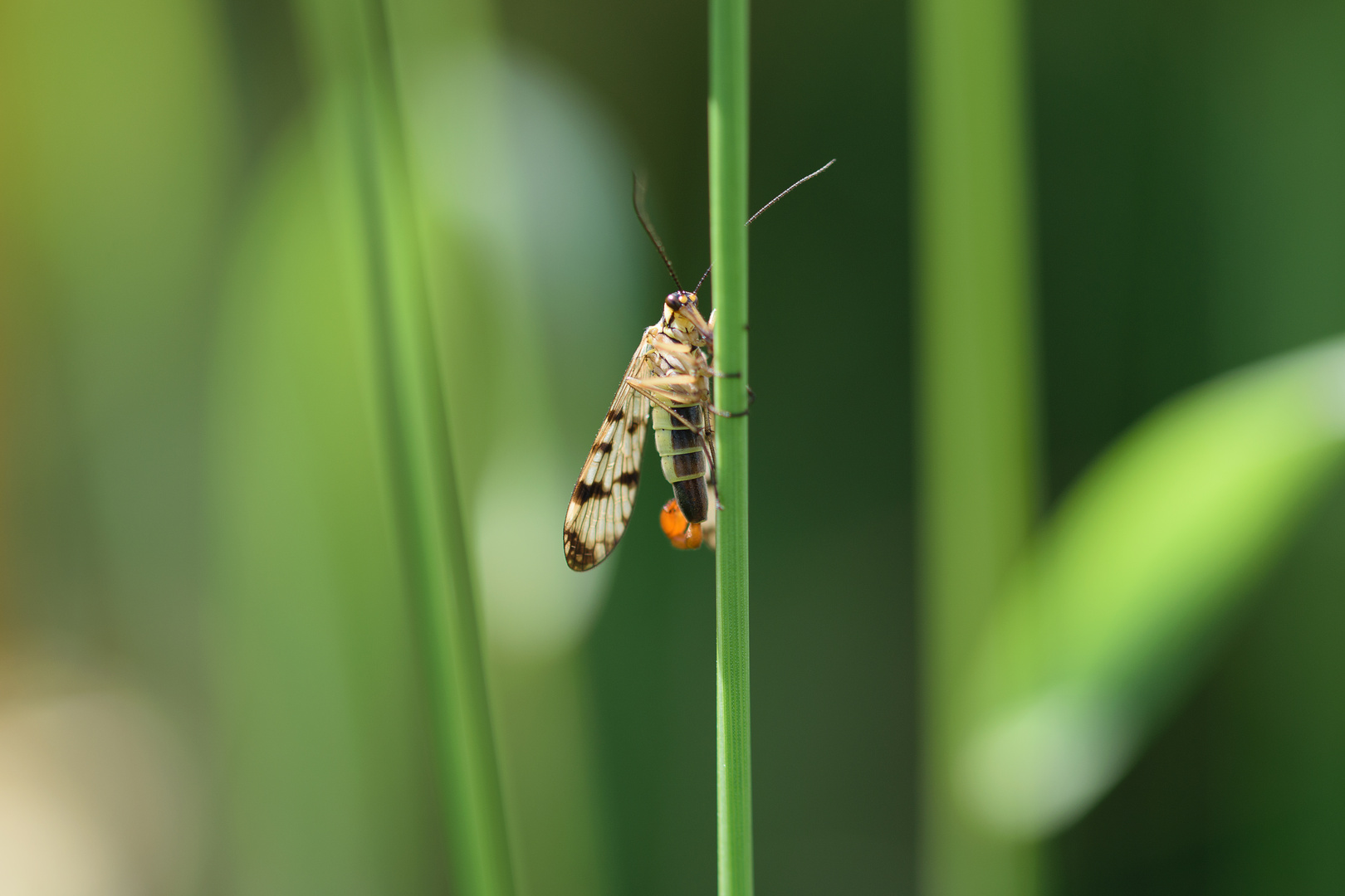 Skorpionsfliege (Panorpa communis) m., scorpionfly