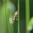 Skorpionsfliege (Panorpa communis) m., scorpionfly
