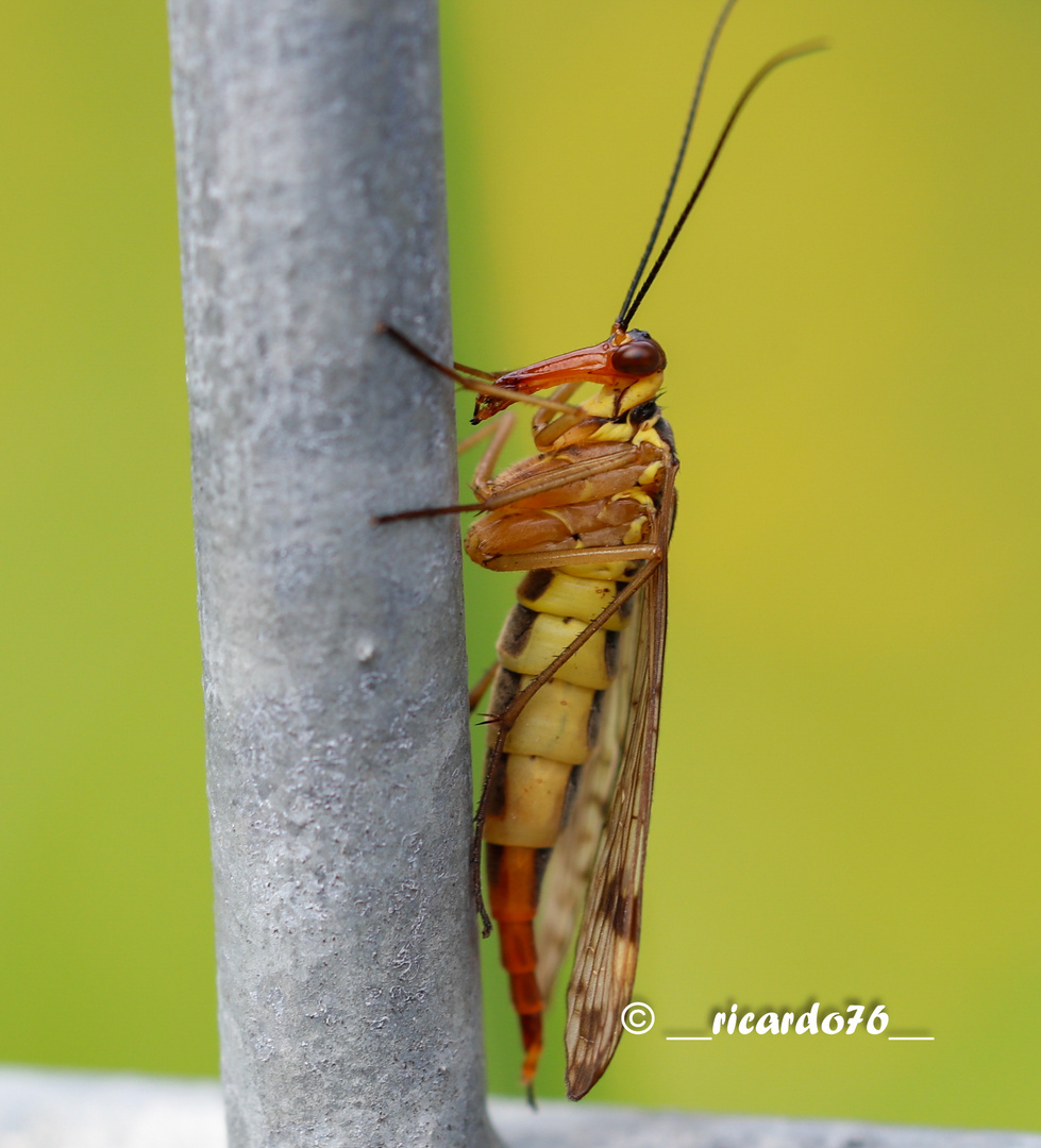 Skorpionsfliege - Panorpa communis /Weibchen