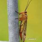 Skorpionsfliege - Panorpa communis /Weibchen