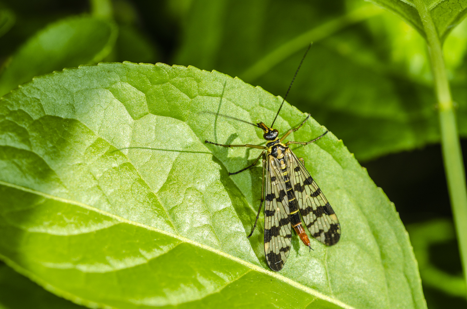 Skorpionsfliege (Panorpa communis); Weibchen