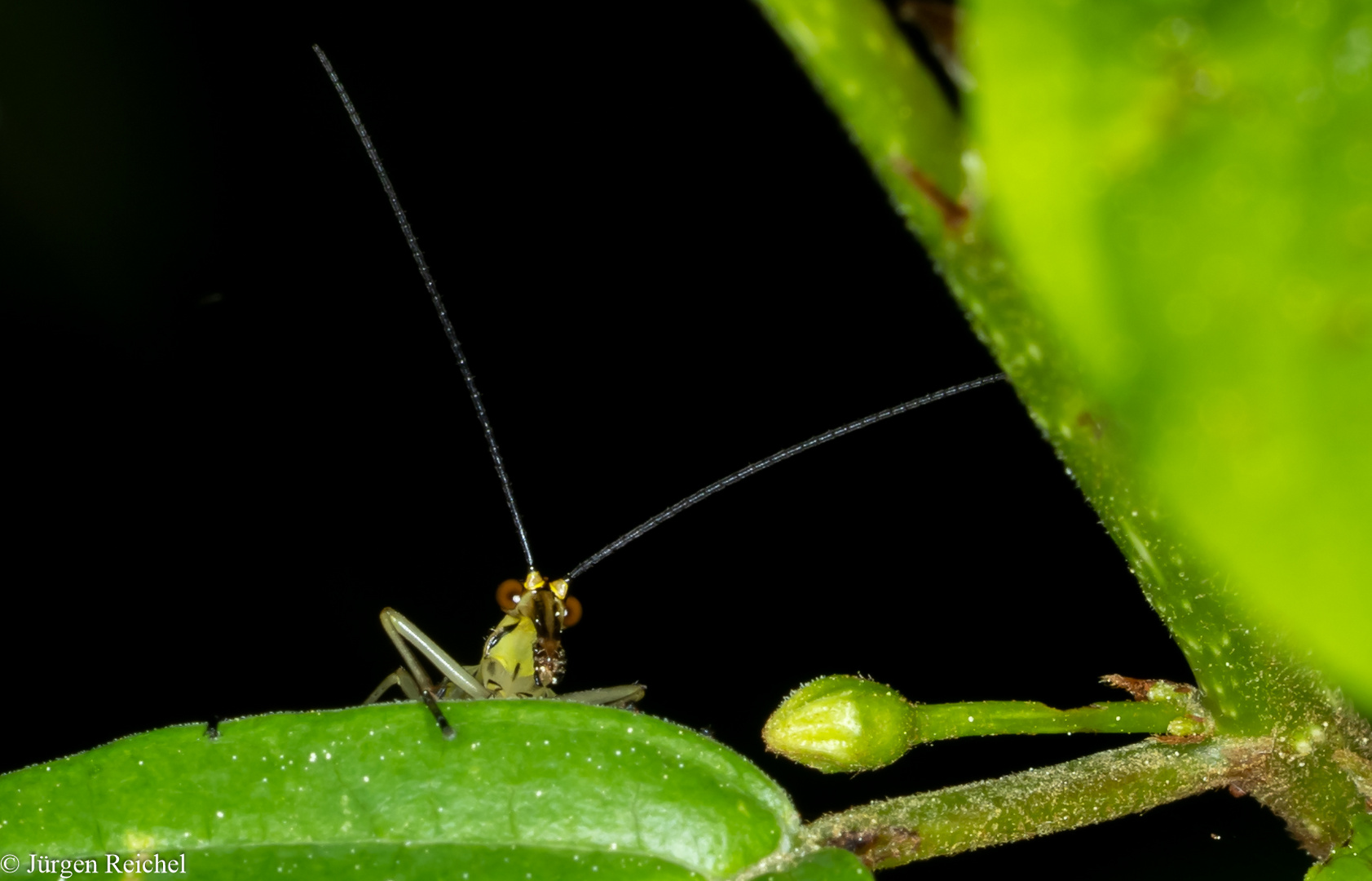 Skorpionsfliege (Panorpa indet.) 